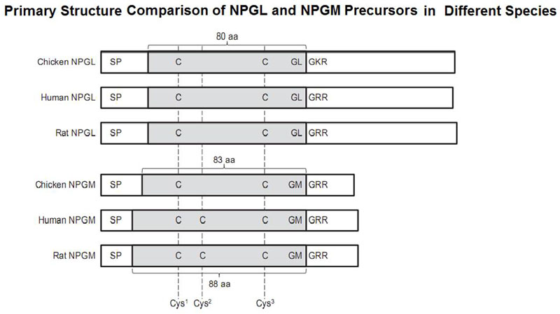 NPGL structure